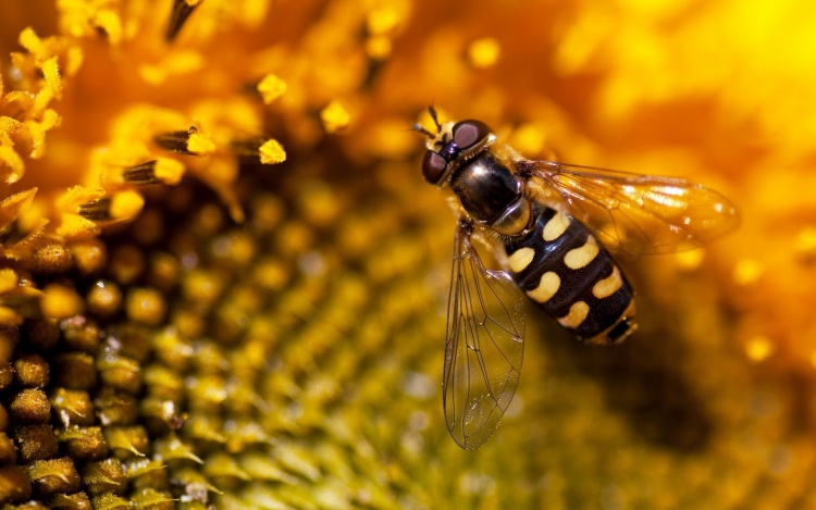 Достоинства среднерусских пчёл