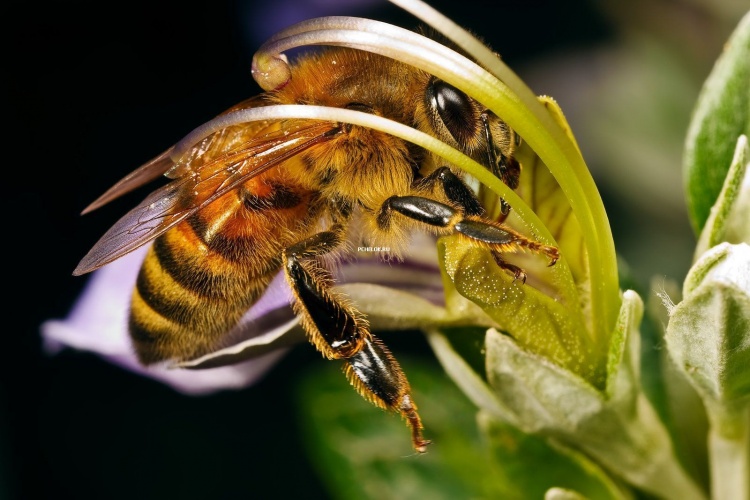 Подготовка пчёл к медосбору