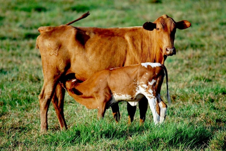 Разведение тагильских коров