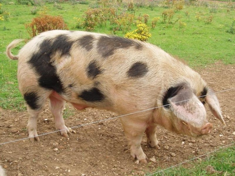 Разведение украинской рябой породы свиней
