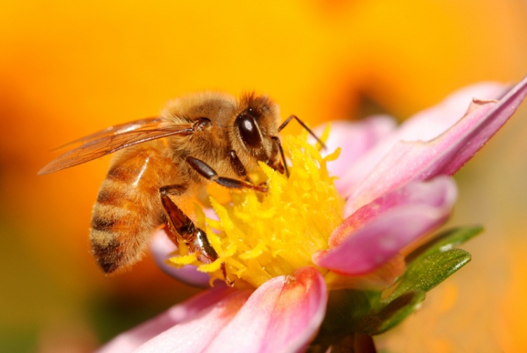 Недостатки краинских пчёл