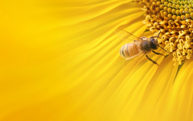 Морфологические особенности медоносных пчёл