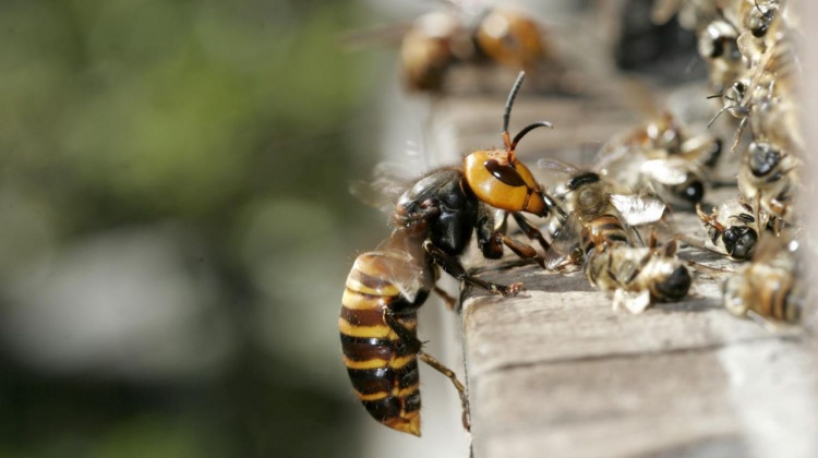Организация производства плодных пчелиных маток