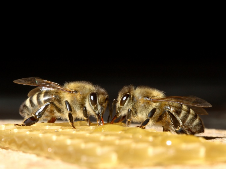 Производство плодных пчелиных маток