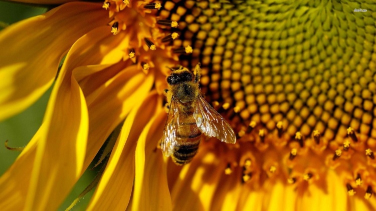 Особенности массового фенотипического отбора пчёл