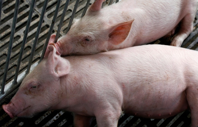 лепотоспироз у свиней