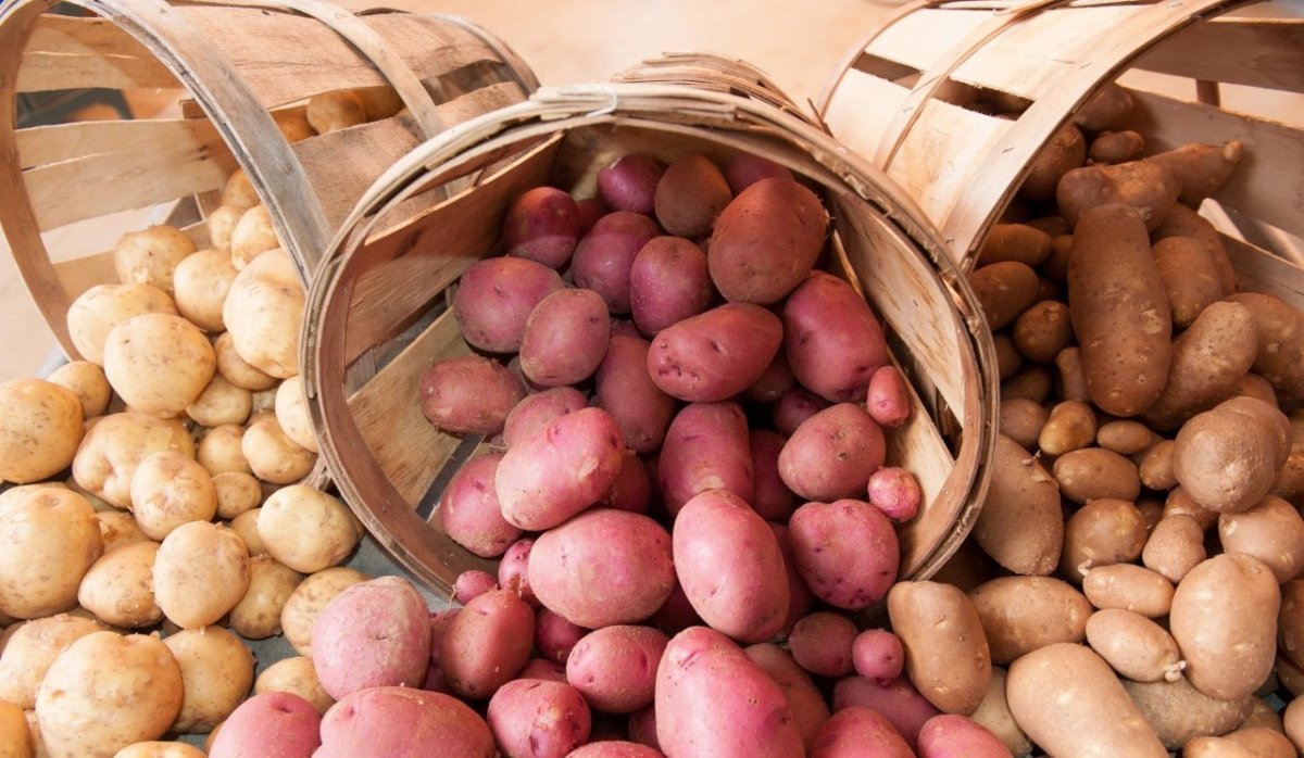 Подборка самых популярных сортов картофеля сезона 2021–2022