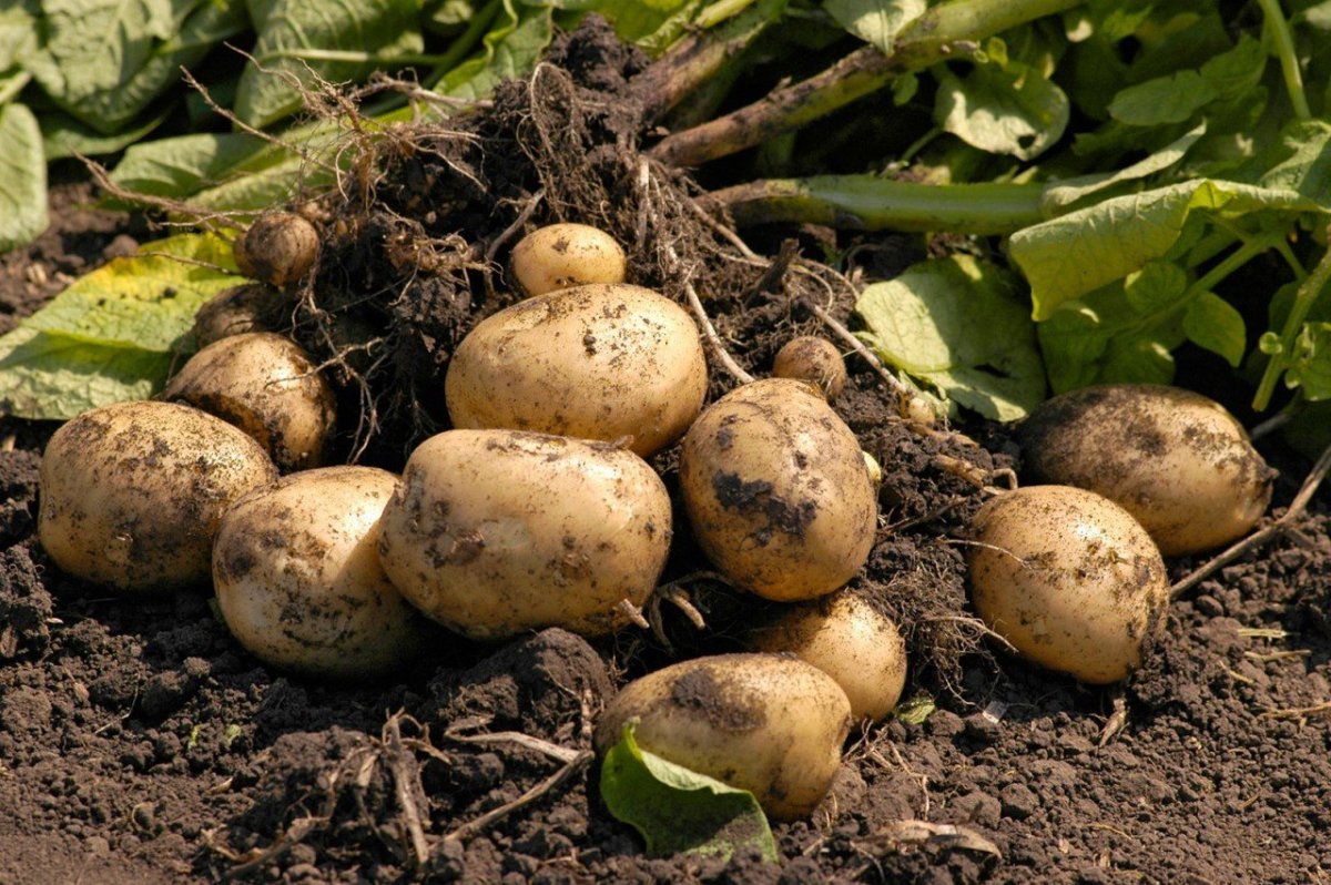 Характеристика картофеля Реванш