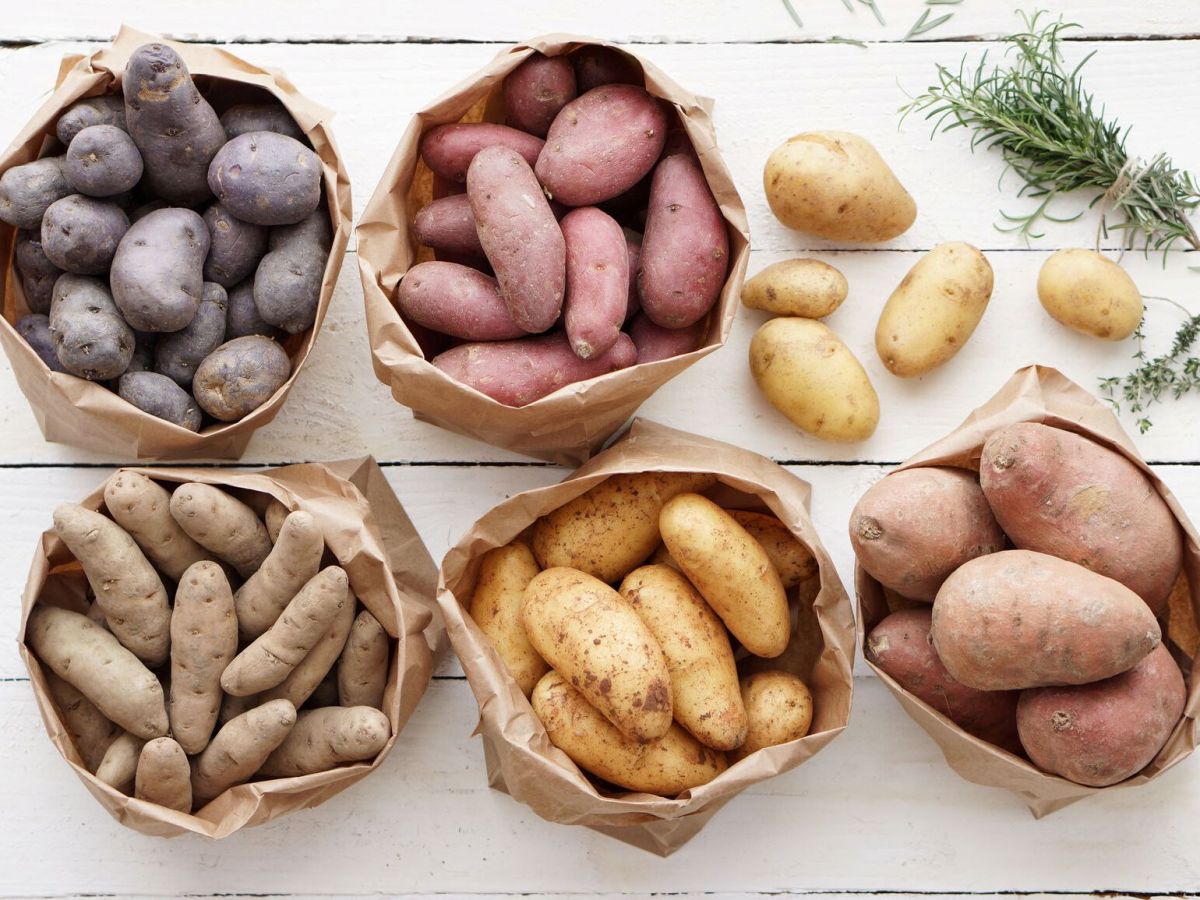 самые урожайные сорта картофеля на сегодняшний день