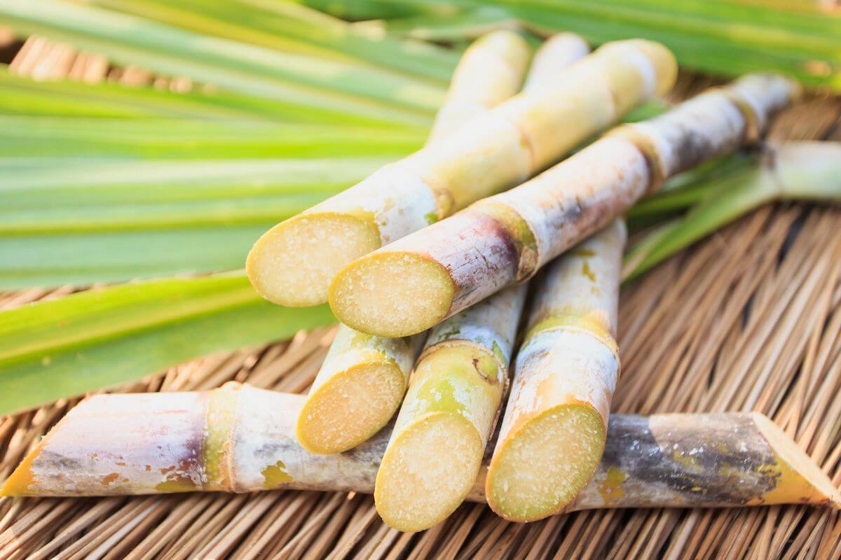 Как производят тростниковый сахар, полный цикл производства